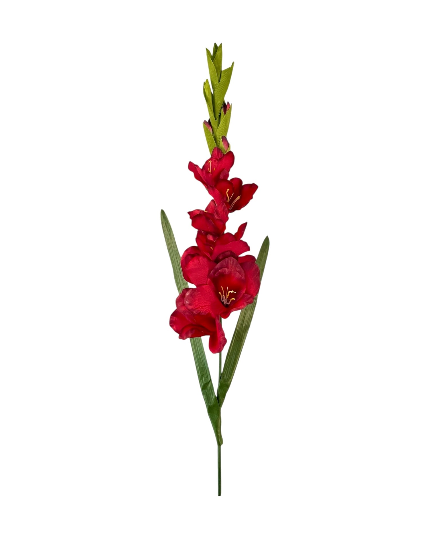 gladiolus 107cm