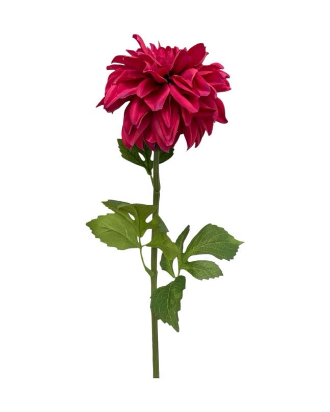 dahlia single 75cm