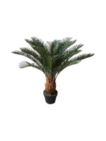 cycad plant