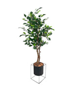 4ft ficus tree and black steele planter combo