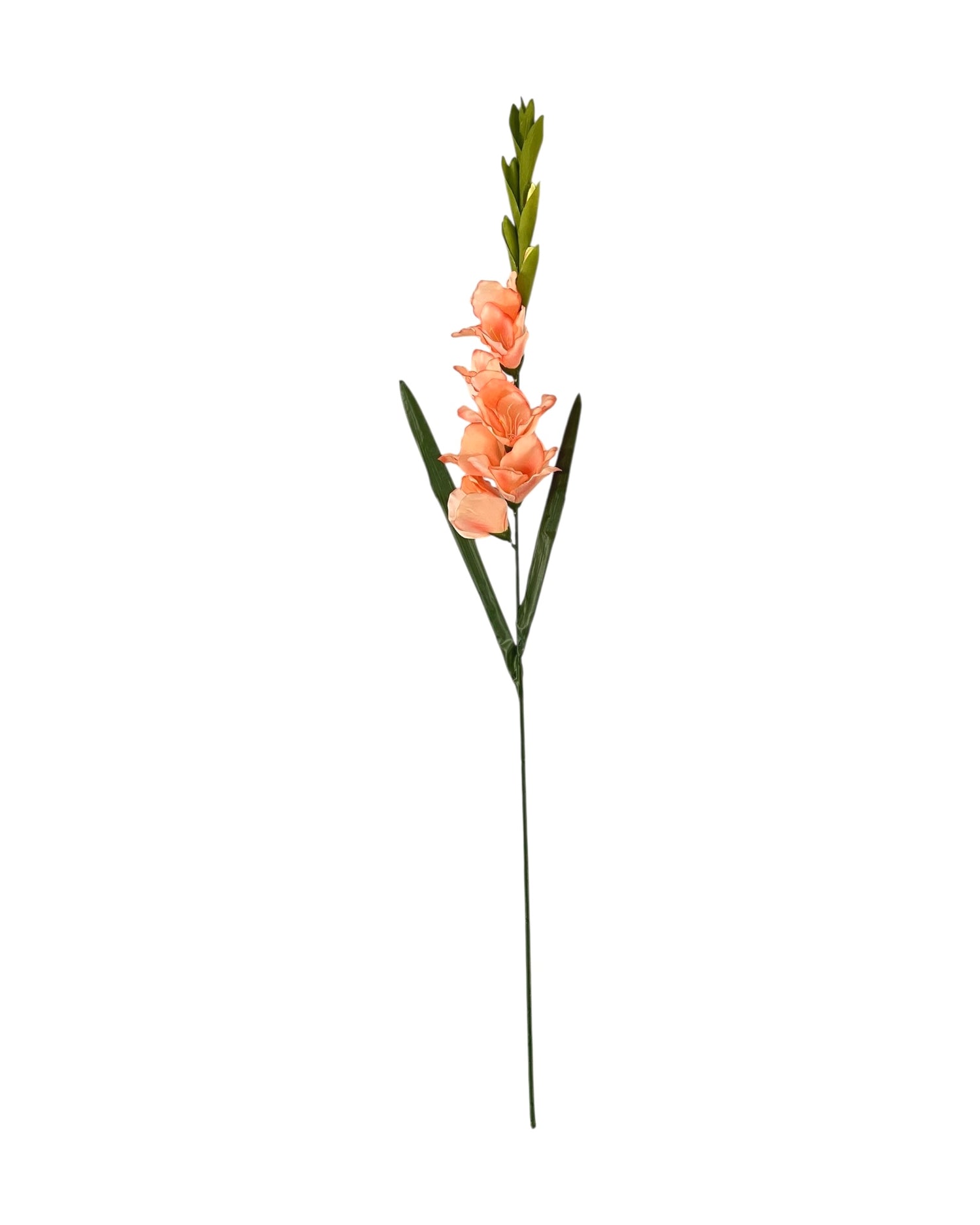gladiolus 107cm