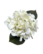 hydrangea small