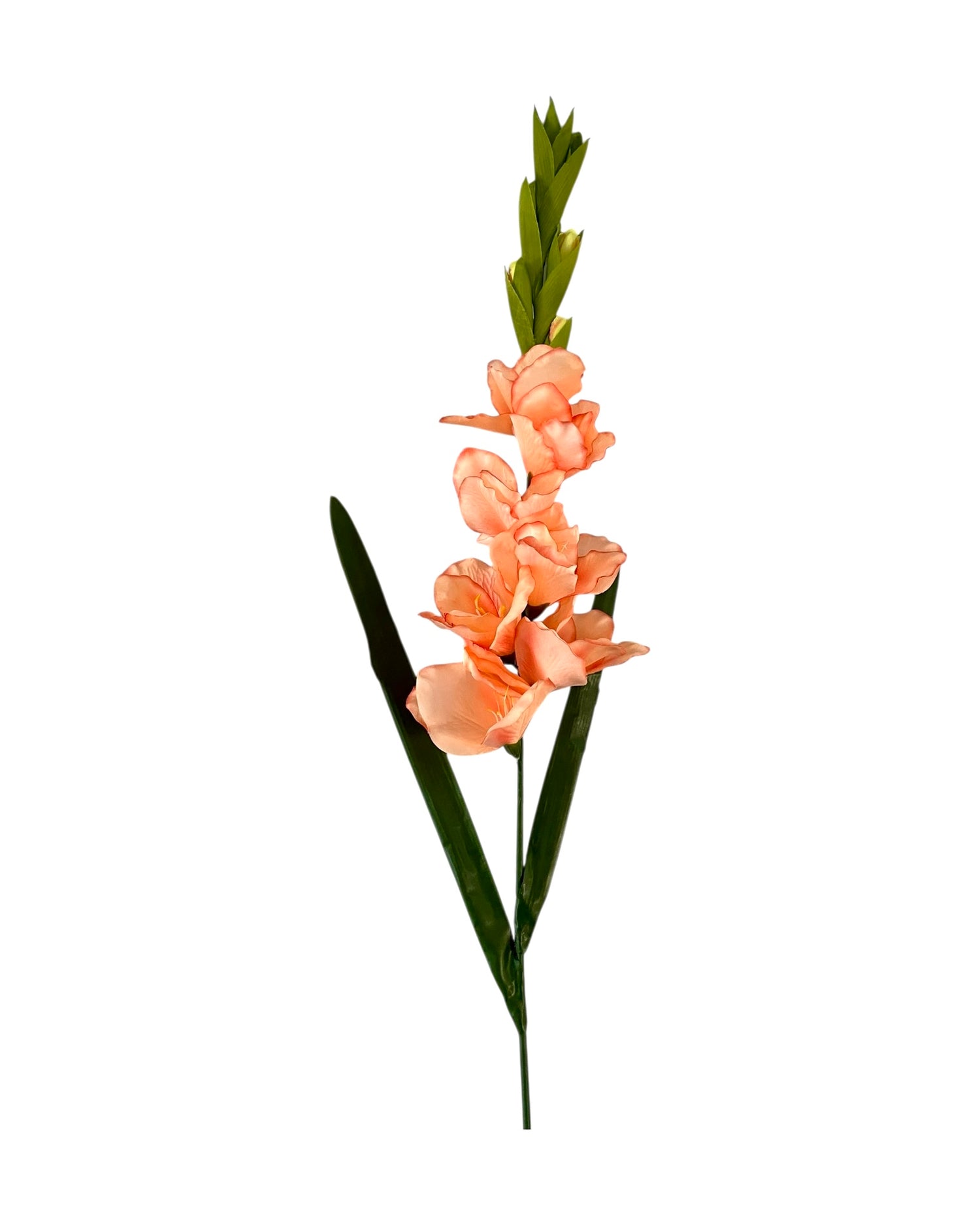 gladiolus 107cm