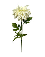 dahlia single 75cm