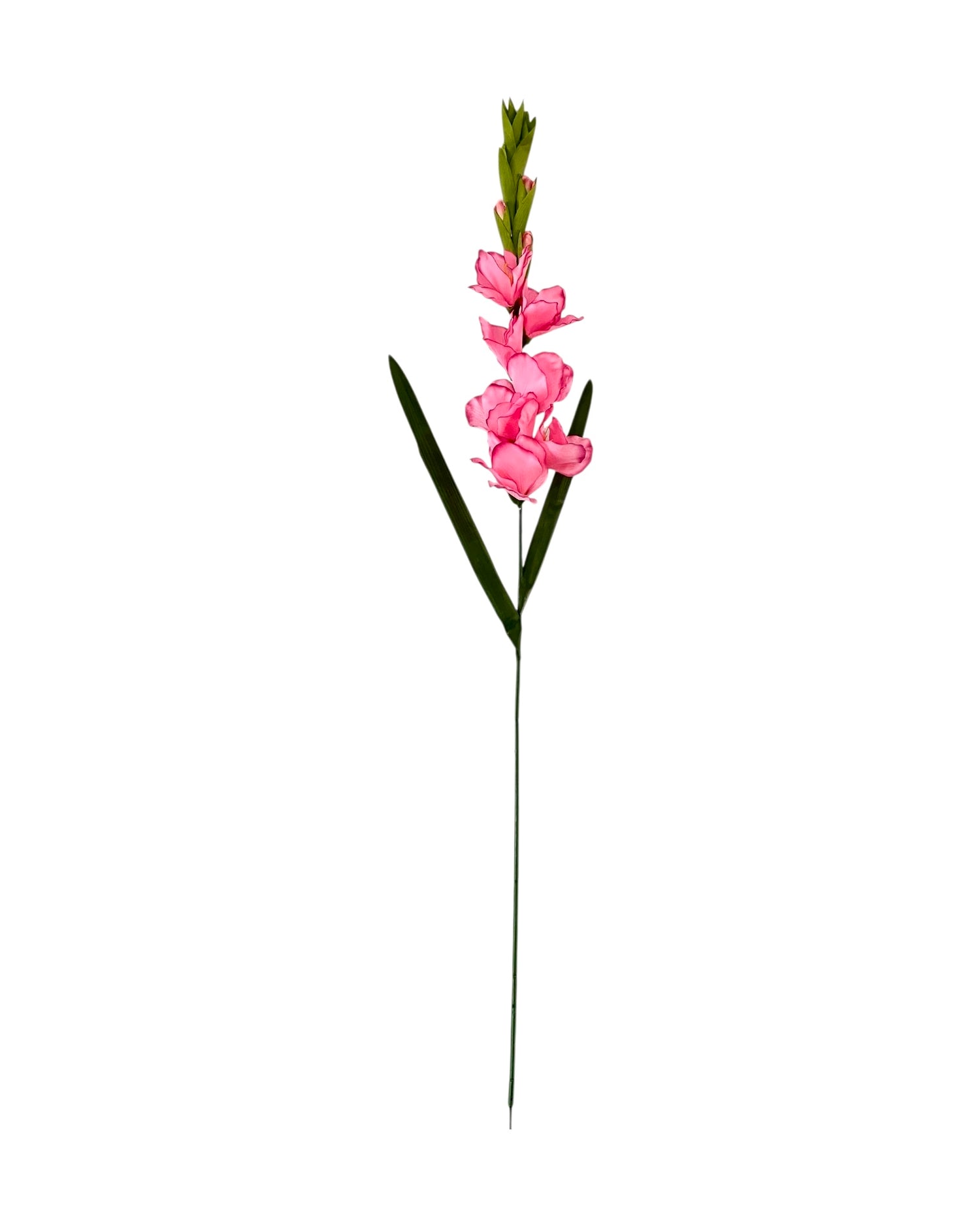 gladiolus 107cm