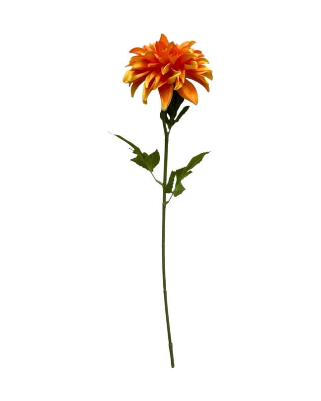dahlia single 75cm