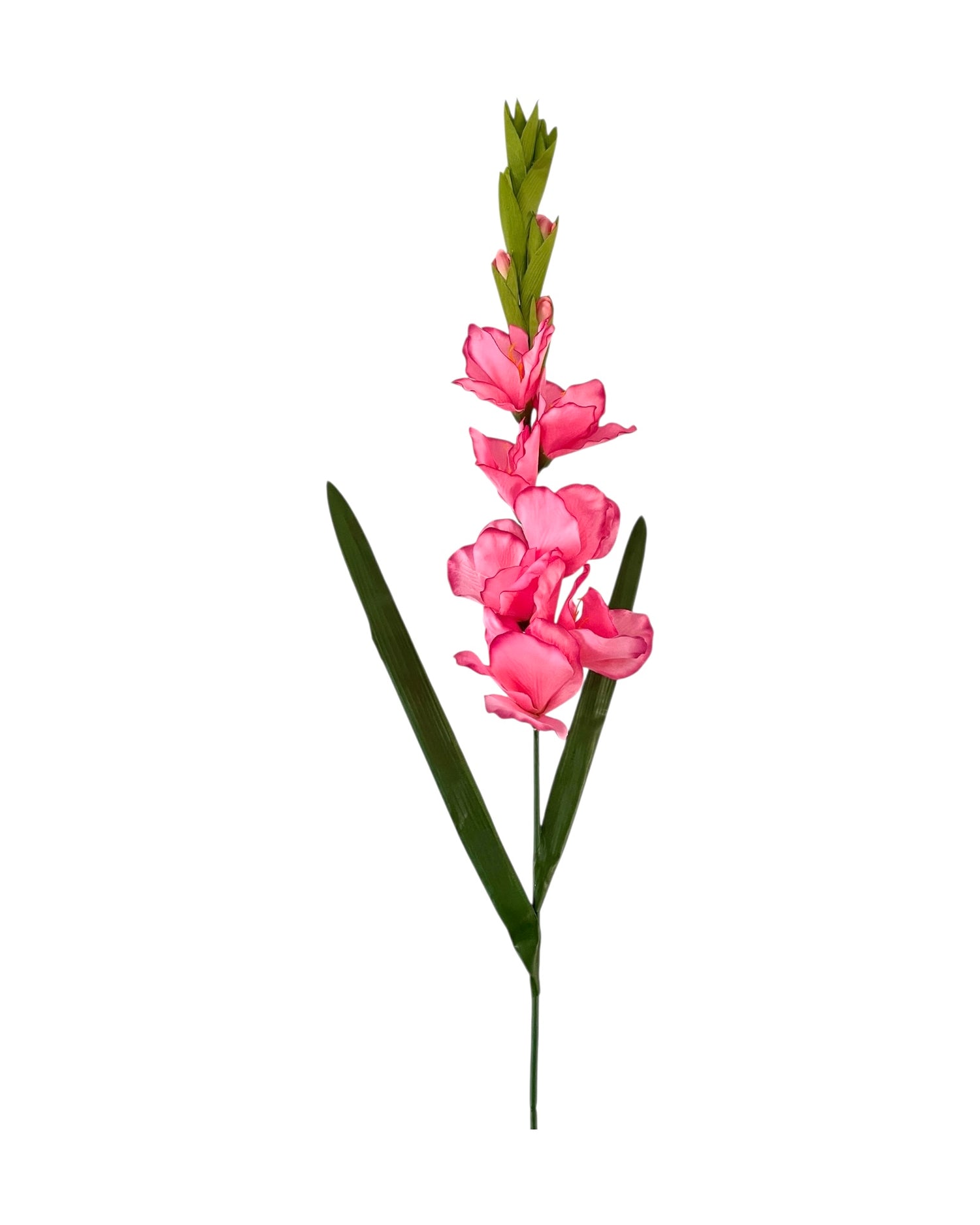 gladiolus 107cm