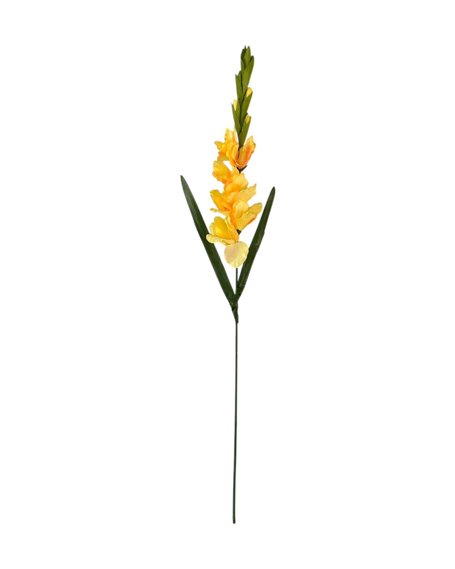 gladiolus 107cm