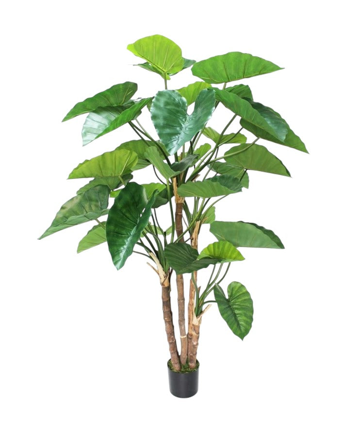 alocasia tree 165cm