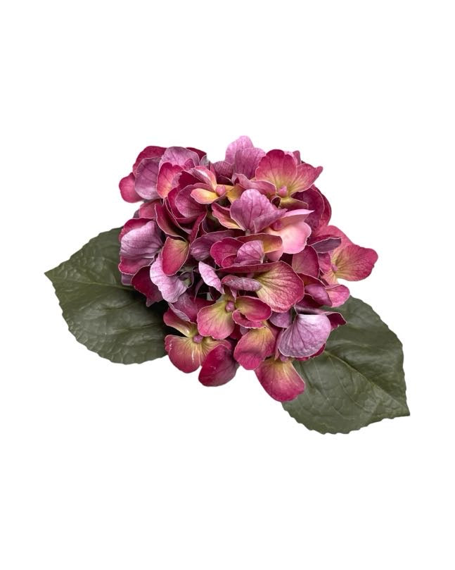 hydrangea small