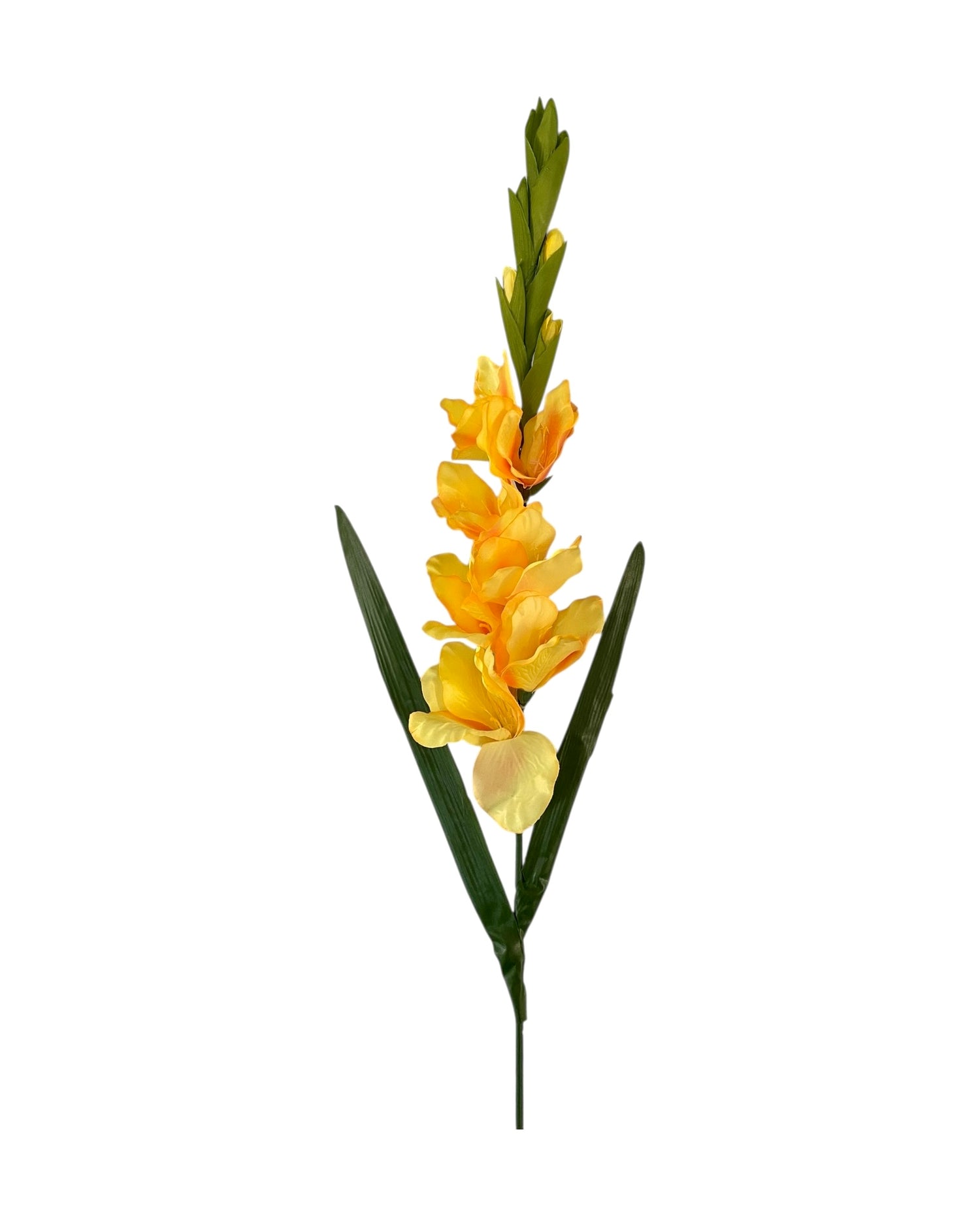 gladiolus 107cm