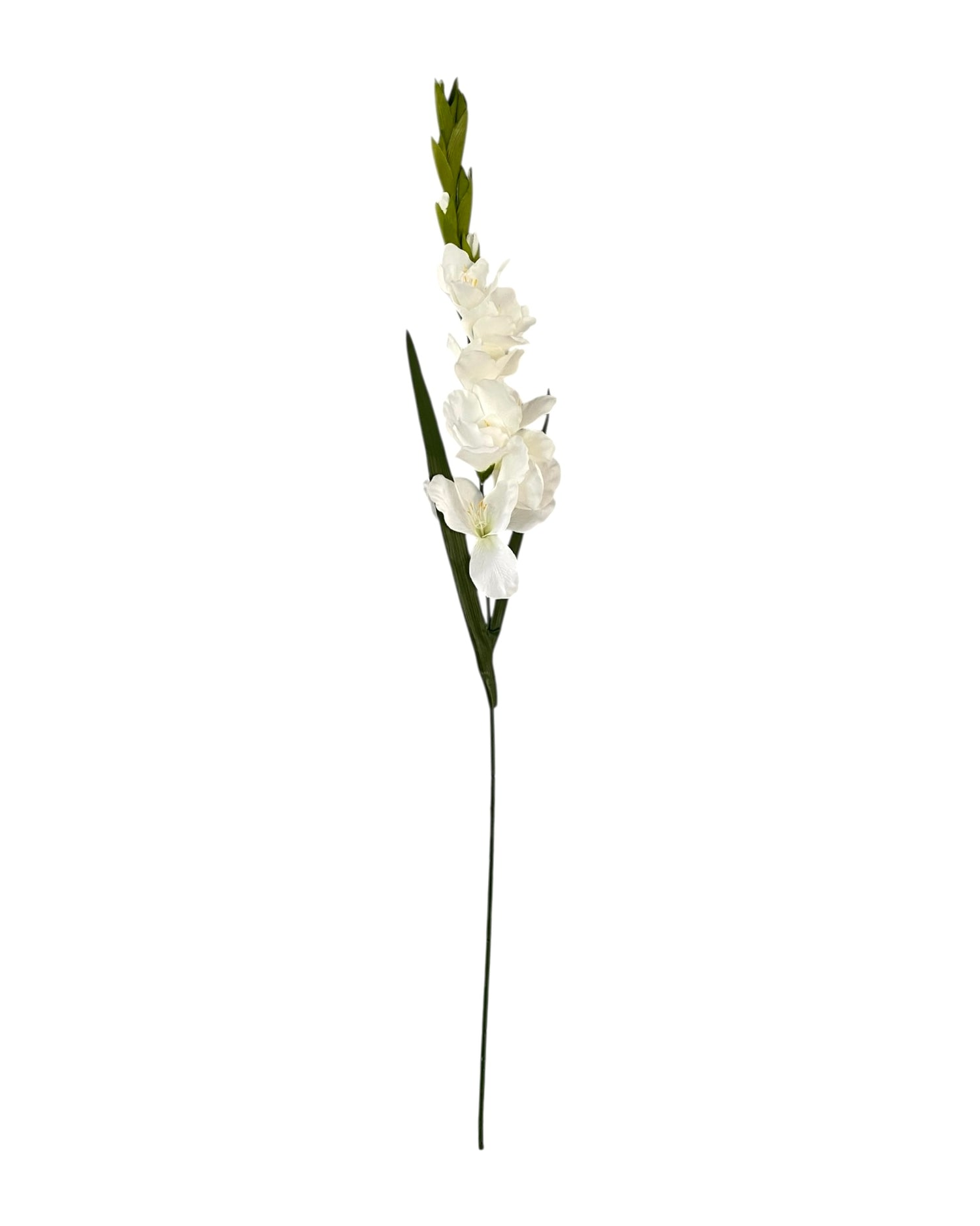gladiolus 107cm