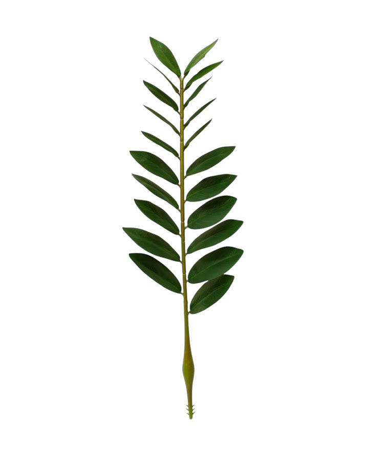 money plant