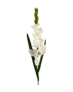 gladiolus 107cm