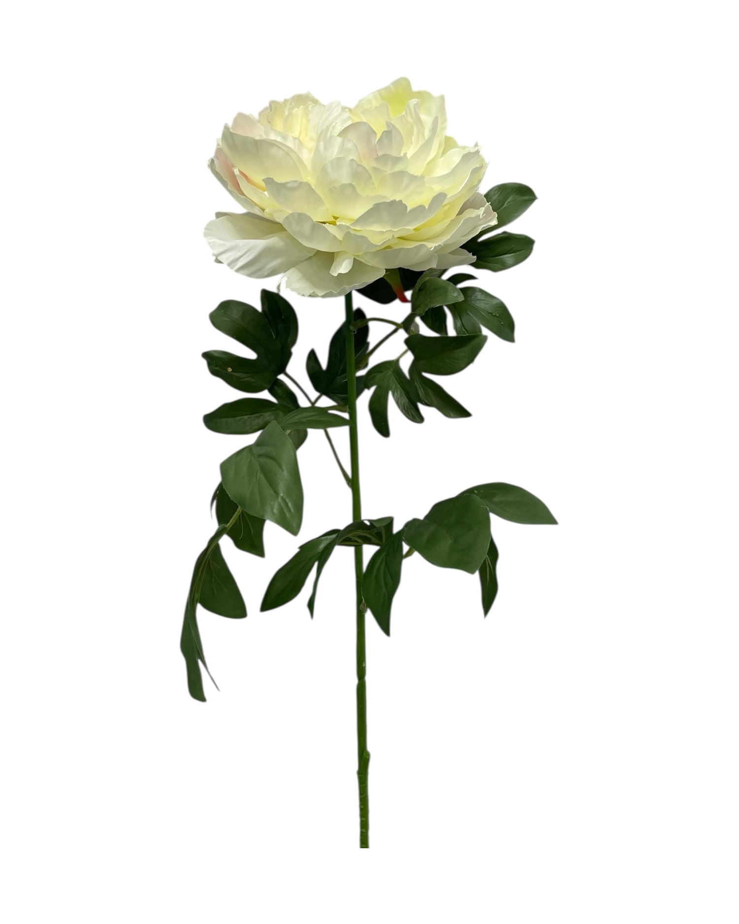 peony 83cm