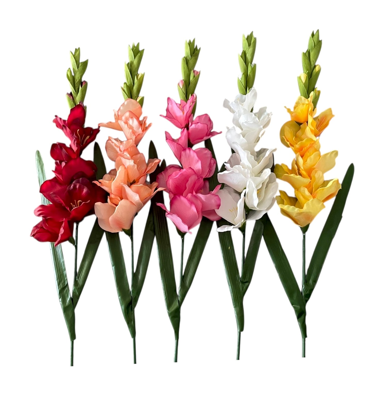 gladiolus 107cm