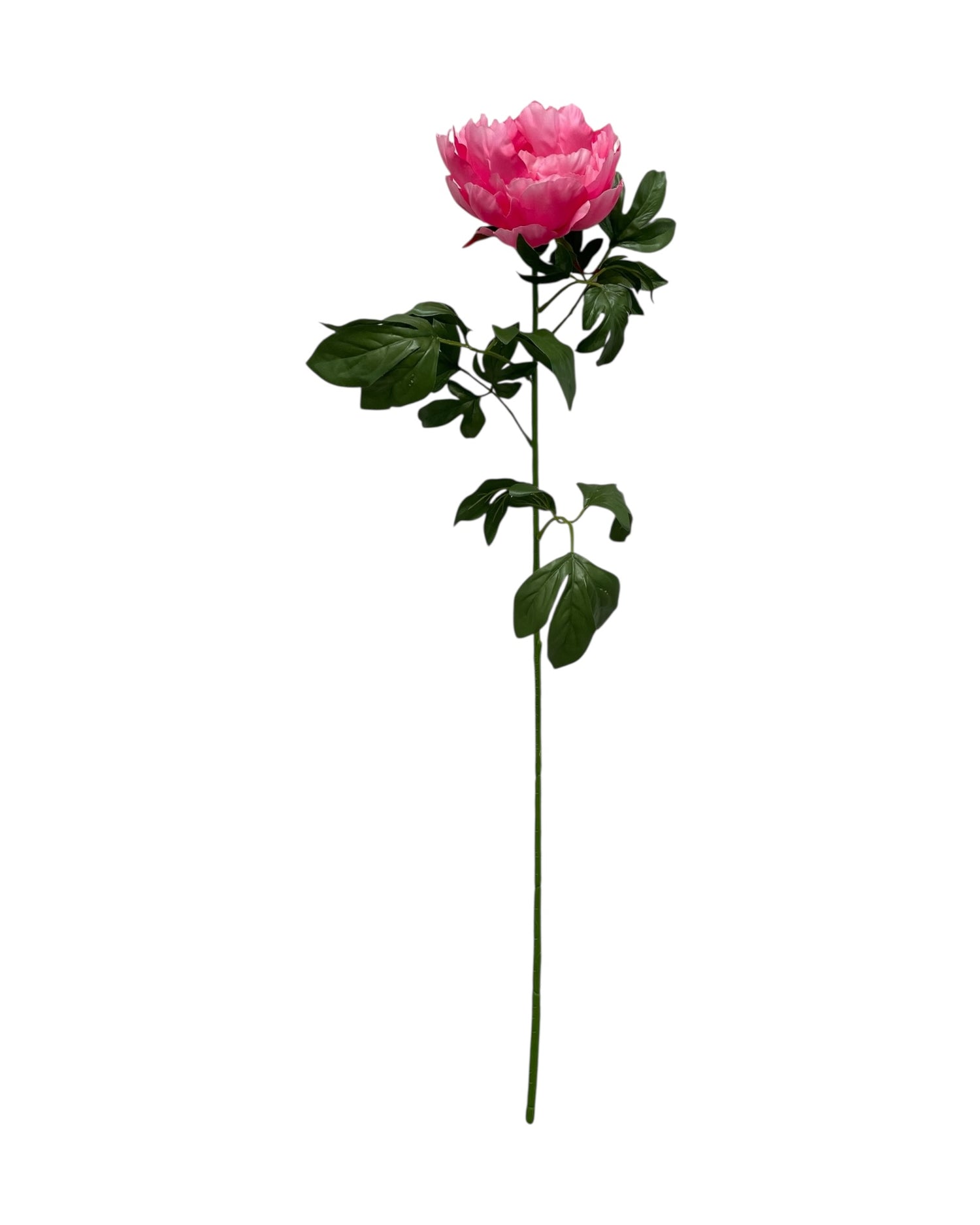 peony 83cm