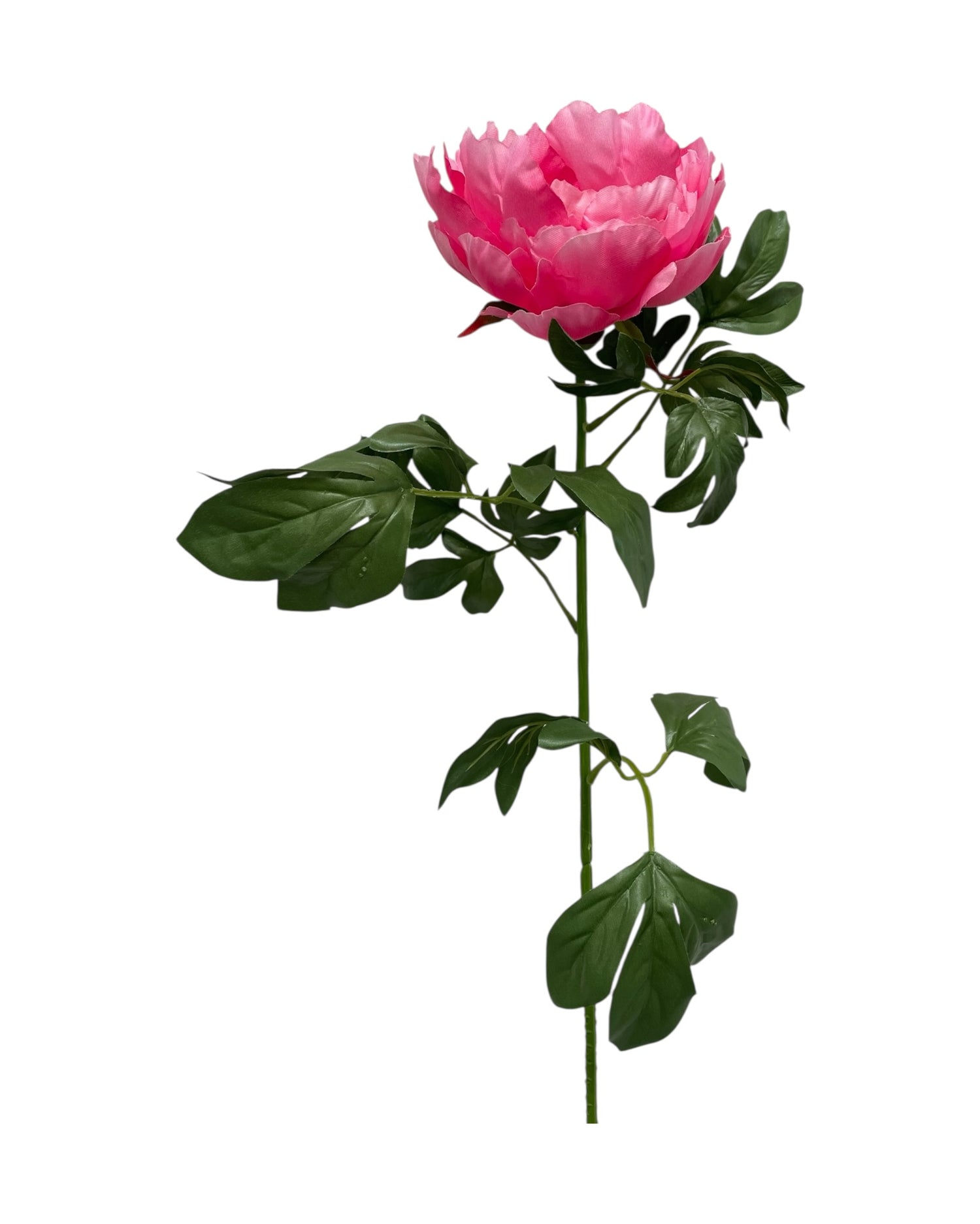 peony 83cm