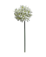 agapanthus 74cm