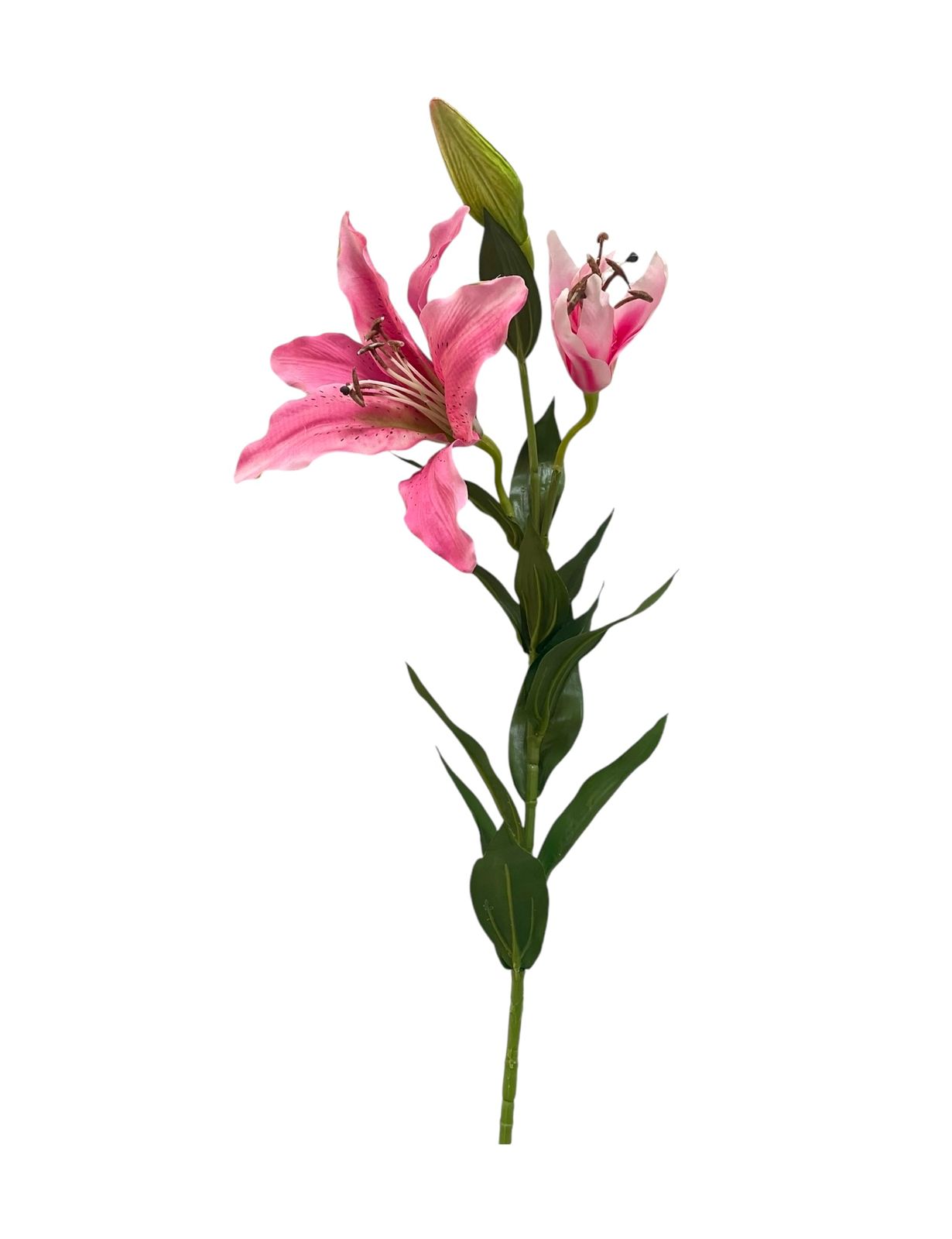 tiger lilly x 5