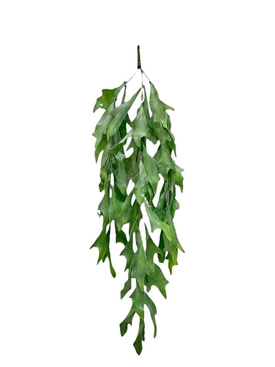 staghorn vine x3 73cm
