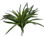 spider plant 30cm
