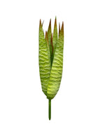 11 agave aloe green 11lvs