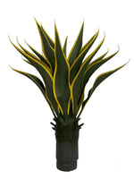 agave 60cm
