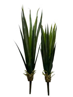 agave green