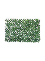 privet leaf wall trellis