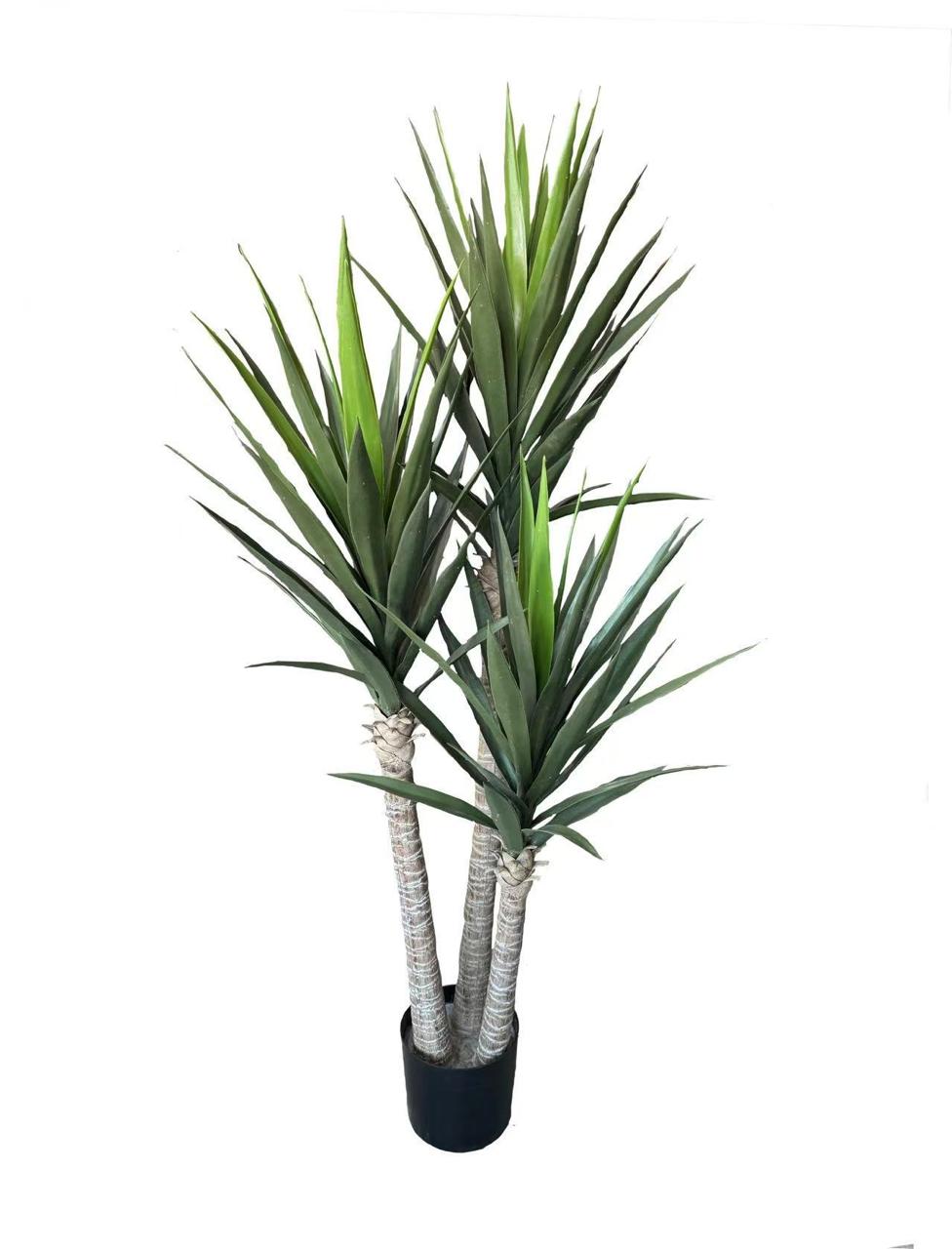 5ft yucca tree 150cm