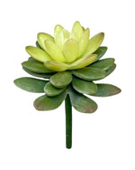 suc mini diam lotus 5'' green cream