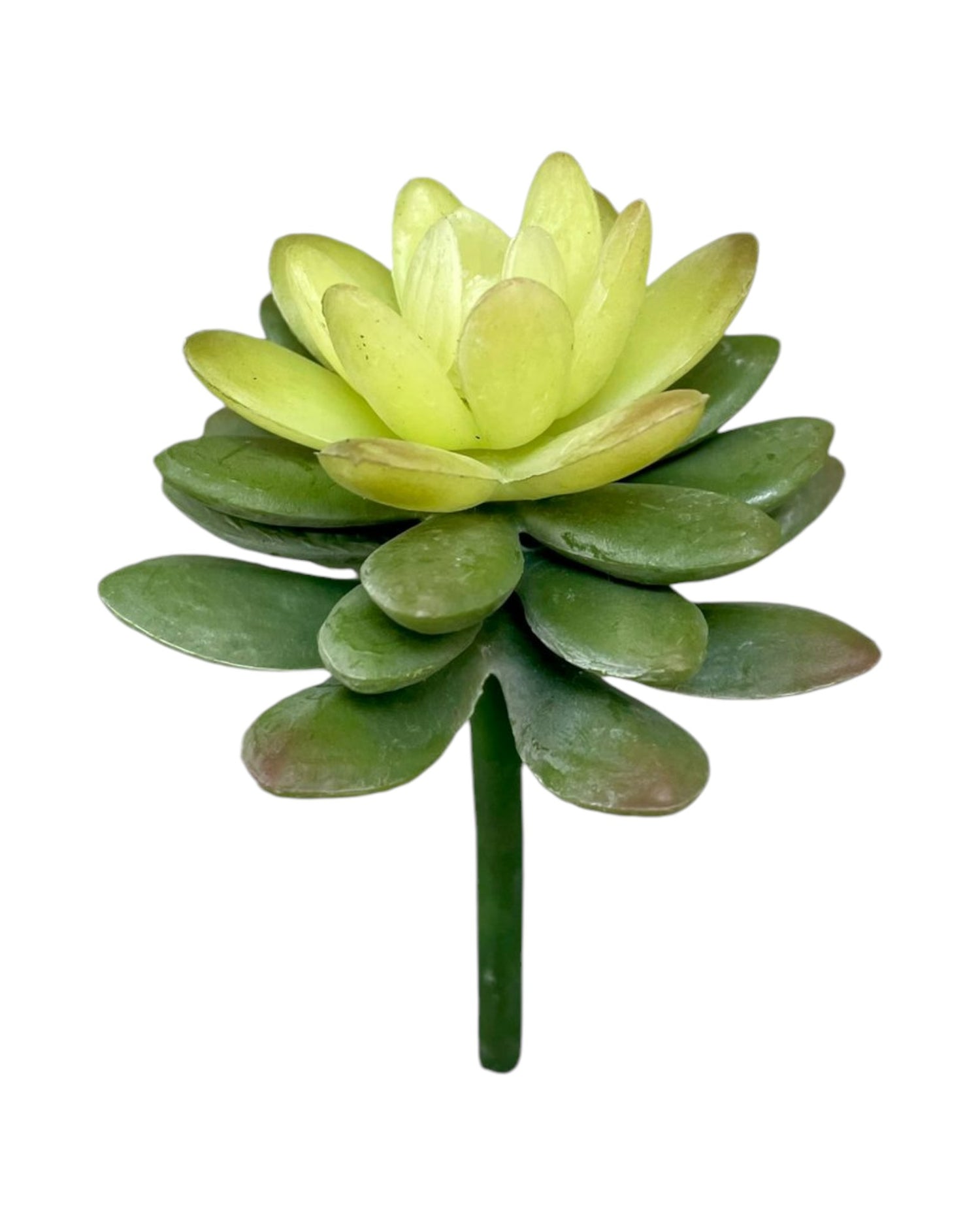 suc mini diam lotus 5'' green cream