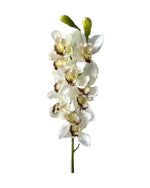 orchid cymbiduim