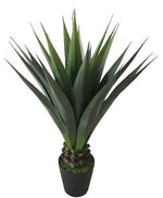 agave gaint 40'' 24lvs