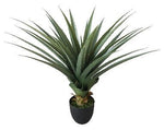 agave 32''spiked plant 30lvs