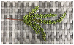 suc bean plant