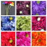 gerbera lrg