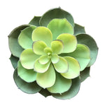 4echeveria seduim drk green