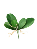 orchid leaf peva x5 lvs with roots