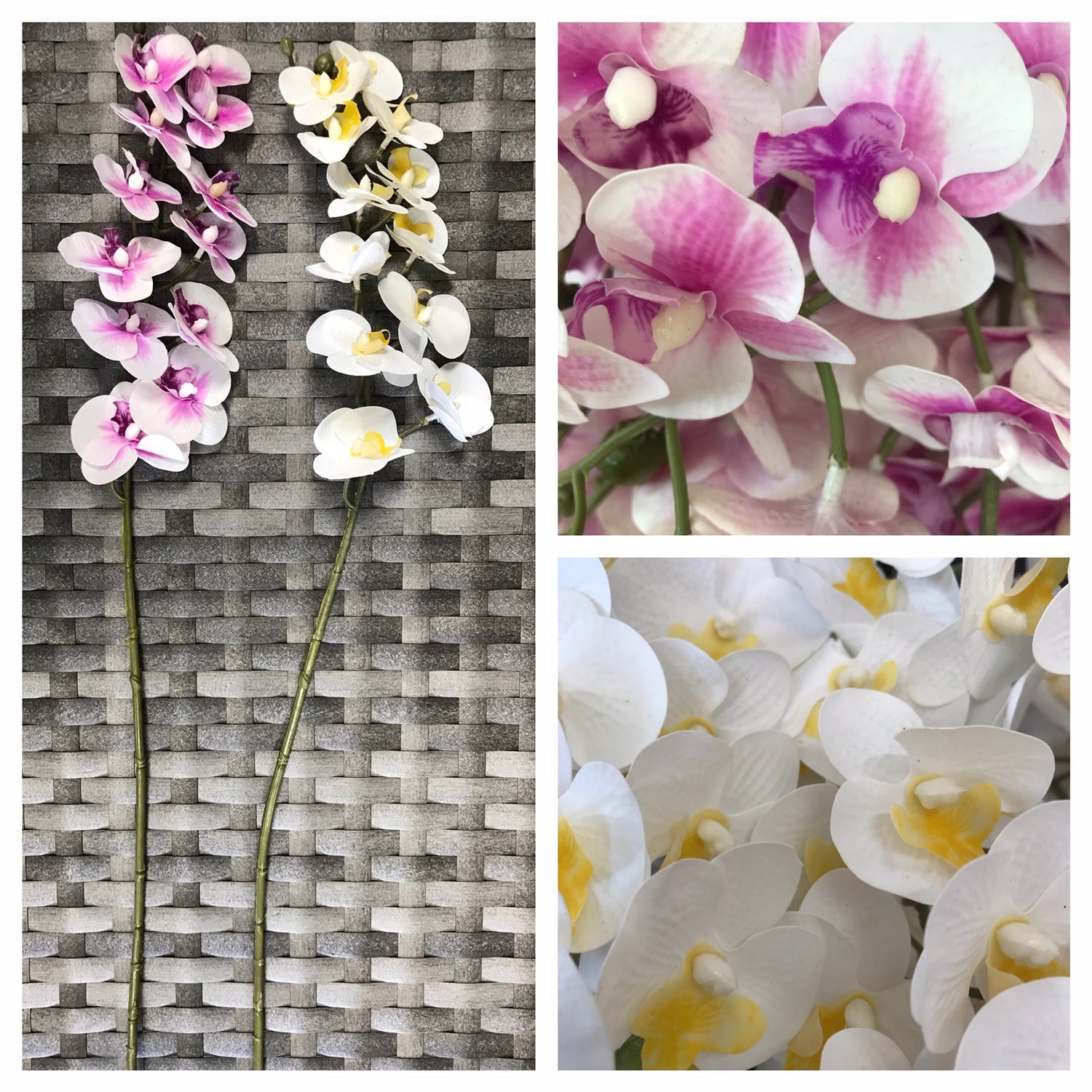 orchid mini x12