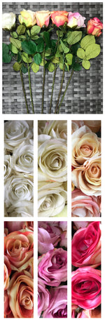 rose tf 68cm