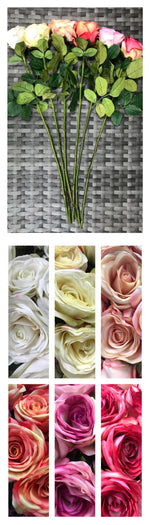 rose tf 70cm