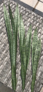 sansevieria