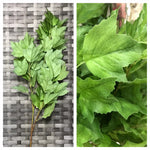 water crest leaf