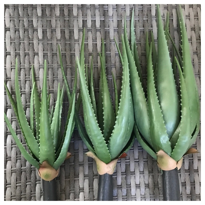 aloe