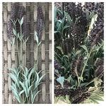 lavender bush 9 flower 23