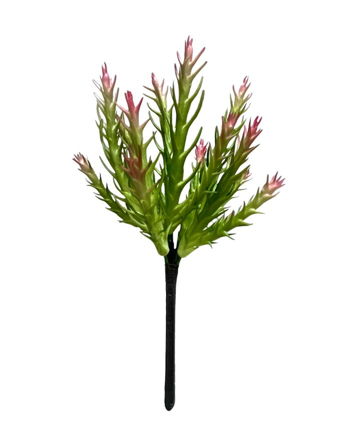 suc 21cm succulent green red 2