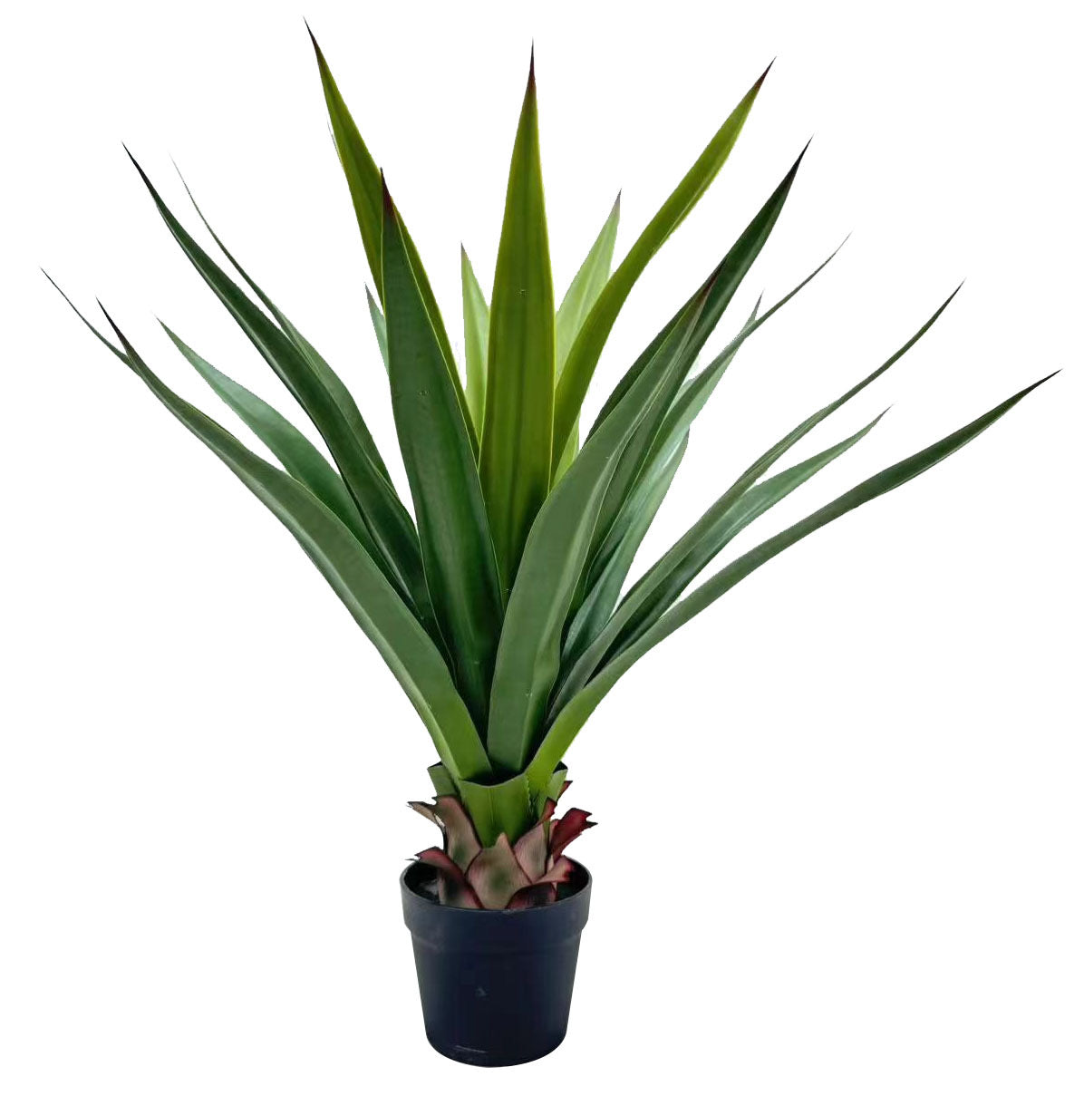 3ft yucca plant 25lvs green