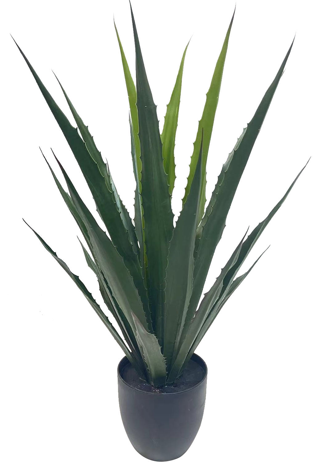 31" agave plant new 21lvs green
